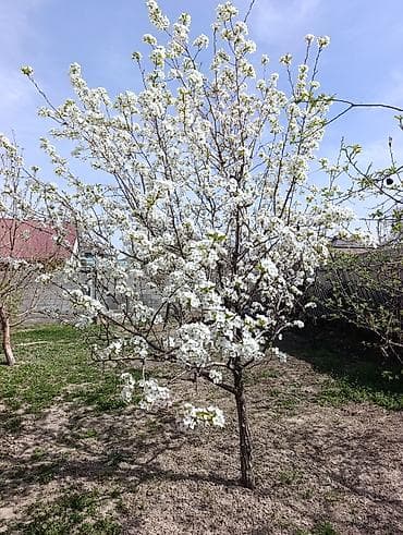 ско: Продаётся уютный дом 🏡 📍 Тихий, живописный район ▪️ 111 м², участок 5 — 2
