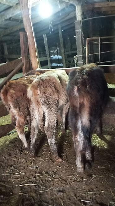 порода голштин: Продаю | Тёлка | На откорм — 2