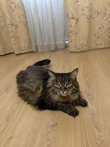 лапы: Более 5 лет, Девочка, Кастрирована, С прививками, С документами — 1