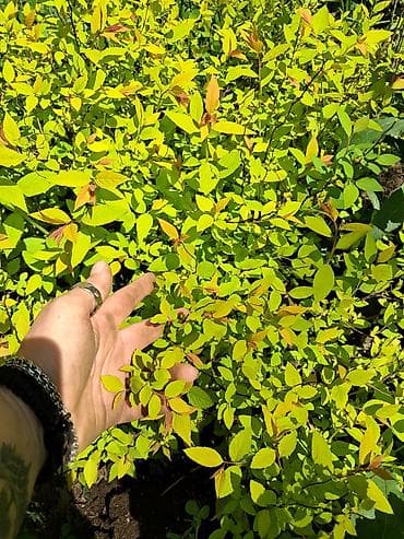 Многолетние садовые растения (делёнки/корневища) для тенистых и — 7