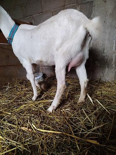 бишкектен уй сатылат: Сатам | Эчки (ургаачы) | Сүт алуу үчүн — 3