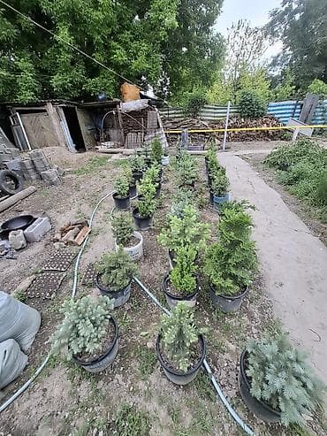 grow a garden: Хвойные саженцы в контейнерах - Разные виды и формы: карликовые ели и — 4