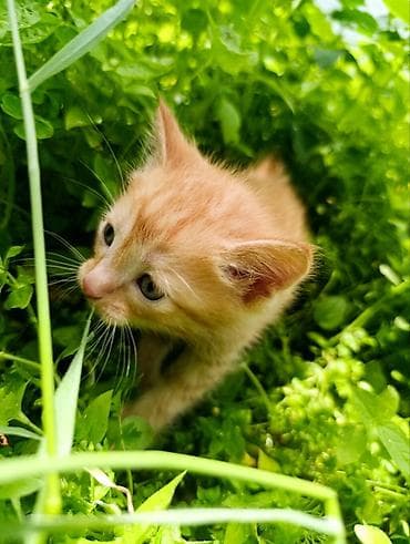рыжие котята: Отдам котят, умные, милые, к лотку приучены, кушают всё, родились — 8