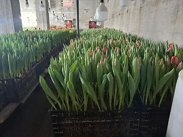 Тюльпаны срезочные в лотках — тепличное выращивание - Сортовой микс