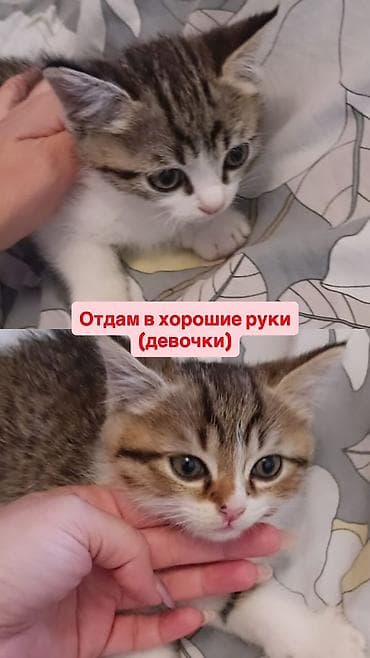 чычкан даары: Мышык бекер берилет: Породасыз, 2 айлык, Ургаачы, Лотокко барууга үйрөтүлгөн — 1