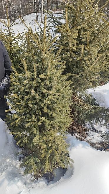 килем сатылат: Саженцы декоративных и хвойных деревьев с комом земли (в — 3