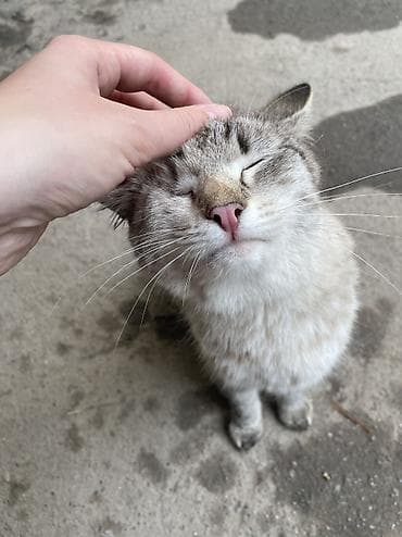 Животные: Котик остался без хозяйки, в основном находится на улице! В прошлом он — 3