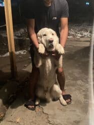 продажа щенков немецкой овчарки с документами в бишкеке: Алабай, 2 жаш, Эркек — 2