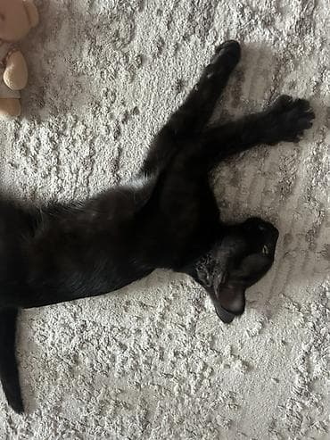 black cat: Кошка даром: Беспородная, 4 месяца, Девочка, Приучена к лотку — 2