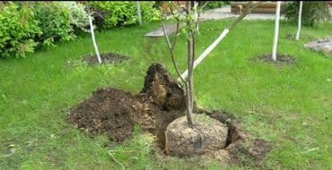 работу разнорабочий: Посадка,пересадка хвойных,карликовых,фруктовых,и декоративных — 3