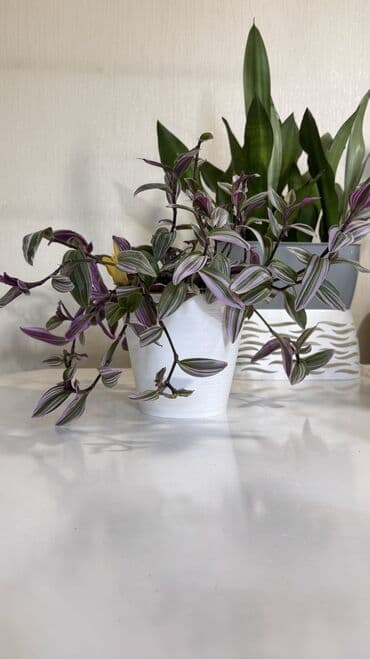 алоказия полли: Алоказия (вероятно Alocasia macrorrhizos/«Слоновье ухо») в горшке. - — 4