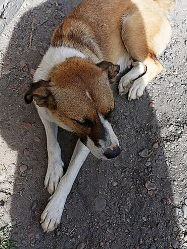 акустические системы vip колонка в виде собак: Породистая собака средних размеров с короткой шерстью. Окрас палевый с — 1