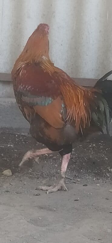 продажа домашних животных: Продаю | Петух | Бойцовая | Для разведения — 4
