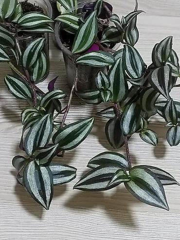 комнатная пальма: Пальма хамедорея. Высота растения примерно 25 см. Активно растущие — 8