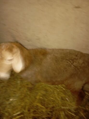 Ветеринар кызматы: Сатам | Ургаачы кой (ургаачы) | Көбөйтүү үчүн | Токту — 2