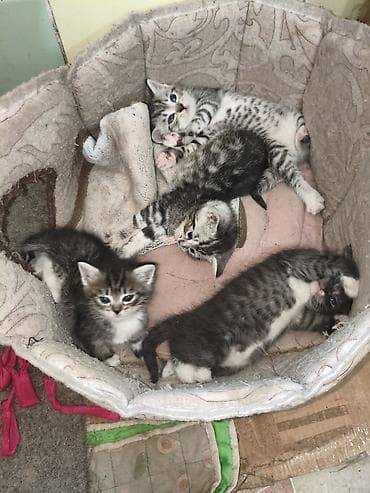 котят купить: Котята, помёт из 4 малышей. Родились 27 апреля - 2 девочки,и 2 — 5