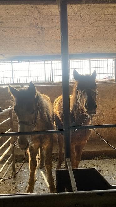 Продаю | Жеребенок | Для разведения | Племенные