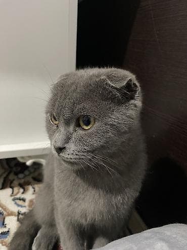 Грызуны: Скотиш Фолд (Шотландская вислоухая), 4 месяца, Мальчик, Серый, Приучена к лотку — 1