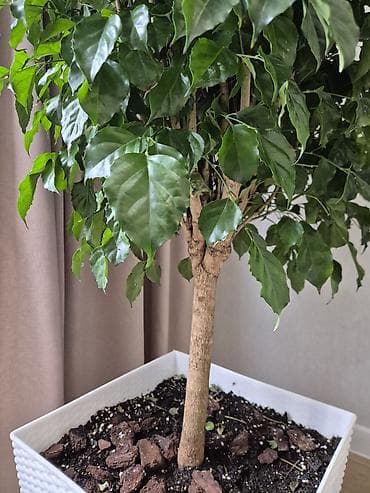 кала: Крупное комнатное дерево в декоративном кашпо - Ваточник/аучуба? Нет — 5