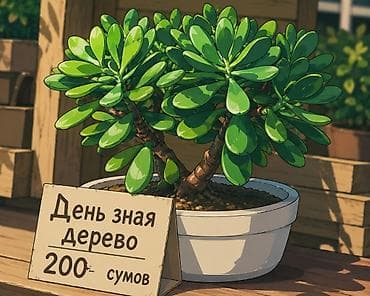 Толстянка (денежное дерево) — комнатный суккулент в горшке