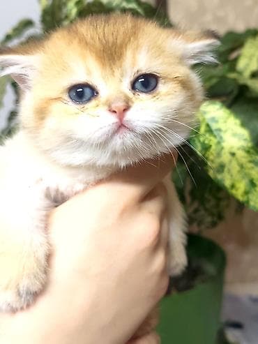 вязка коты: Британская короткошёрстная, 1 месяц, Мальчик, Приучена к лотку — 3