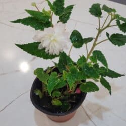 аквариум с рыбой: Комнатные растения в горшках Оптом и розницу - Антуриум (красные — 24