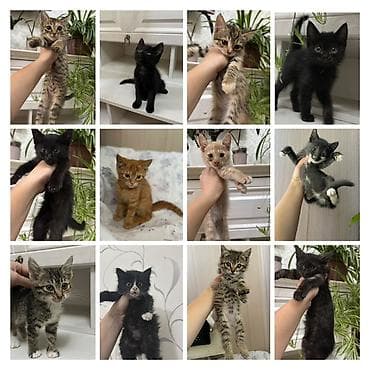 Котята, разный окрас: черные, серо-полосатые табби, кремовые, рыжие lalafo.kg да Котята, разный окрас: черные, серо-полосатые табби, кремовые, рыжие