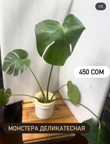 Монстера деликатесная монстера минима 250-300 сомцена на фото