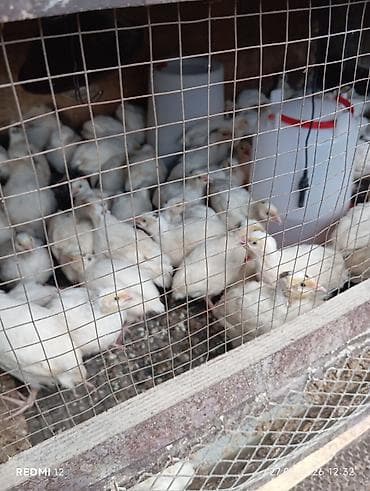 кой сойуш: Продаю перепелят, вылуп: 10 июня, техас, тяжёлый кросс, по 70с. — 2