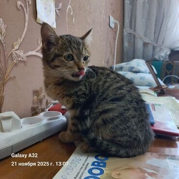 клетка перепелка: Домашняя, ласковая, мурчащая - отдадим в добрые руки с приданным, у — 2