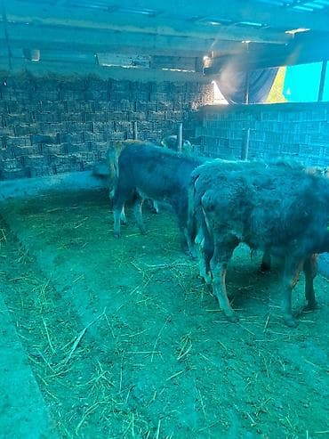 голштин телка: Продаю | Тёлка | На откорм — 3