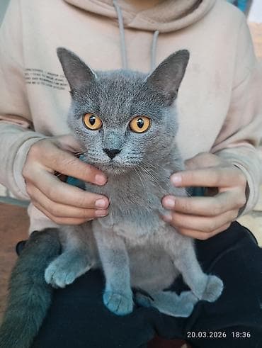 русская голубая длинношерстная кошка: Порода: британская кошка (короткошёрстная), окрас — сплошной серый — 1