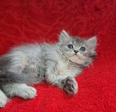 Продажа кошек: Скотиш Страйт (Шотландская прямоухая), 2 месяца, Мальчик, Приучена к лотку, Проглистована — 2