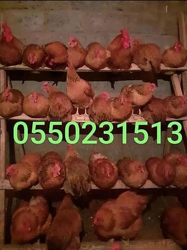 Продаю взрослых крупных кур. Возраст ровно год. Порода Кучинские — 1