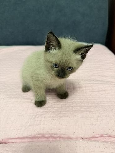 взять котика в добрые руки: Котята ищут дом 🐾 Три котёнка готовы обрести любящих хозяев. Очень — 2