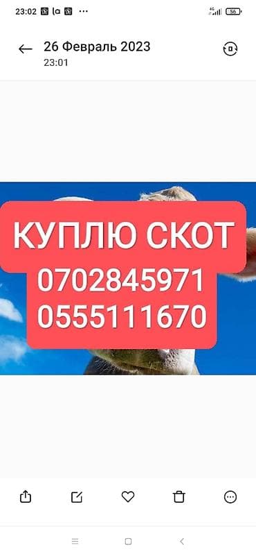 Жеке жак : Уйлар, букалар, Жылкылар, аттар, | Күнү-түнү, Бардык шартта, Союлган