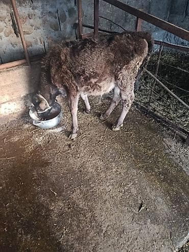 Продаю | Музоо, торпок | На откорм | Привязанные