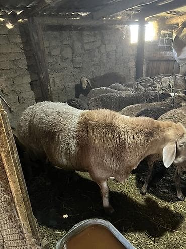 белый хаски: Продаю | Баран (самец) | Для разведения | Племенные — 8