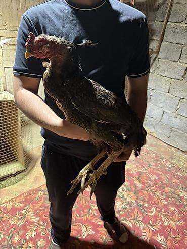 Продаю | Петух | Бойцовая | Для разведения