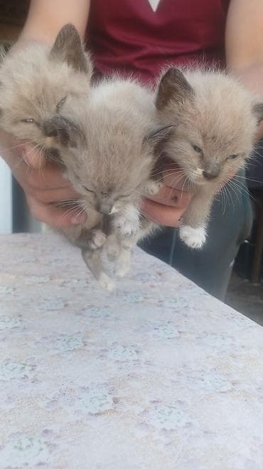 сиамская кошка даром: Отдадим в хорошей руки — 3