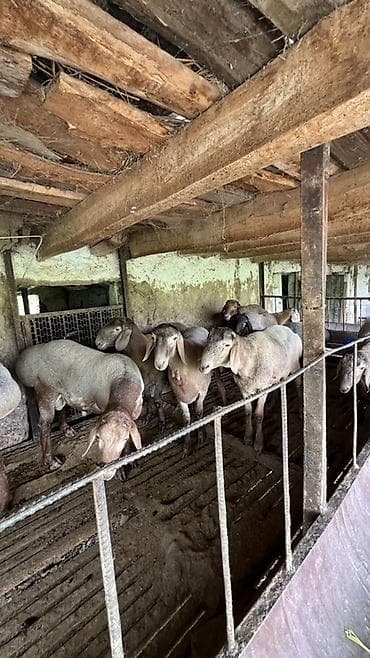 собаки рынок в бишкеке цены: Продаю | Овца (самка), Баран (самец) | На забой, Для разведения | Племенные — 3