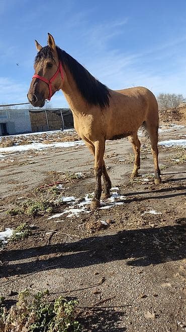 белый конь: Продаю | Конь (самец) | Конный спорт — 6