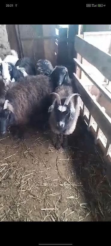 брама белый: Продаю | Коза (самка) — 1