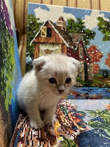 Продажа кошек: Скотиш Фолд (Шотландская вислоухая), 2 месяца, Девочка, Приучена к лотку — 3