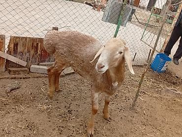 ара: Сатам | Кочкор (эркек) | Арашан | Көбөйтүү үчүн | Жасалма жол менен боозутуу — 1