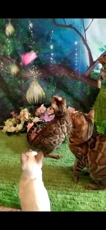 отдам котят в добрые руки бишкек: Бенгальская, 2 месяца, Мальчик — 8