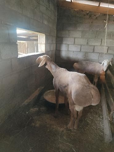 баран купить бишкек: Продаю | Баран (самец) | Арашан | На забой | Племенные — 3