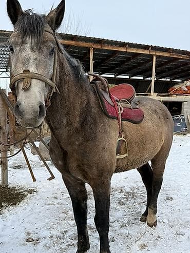 продаю охотничий собаку дратхар: Продаю | Жеребец — 2