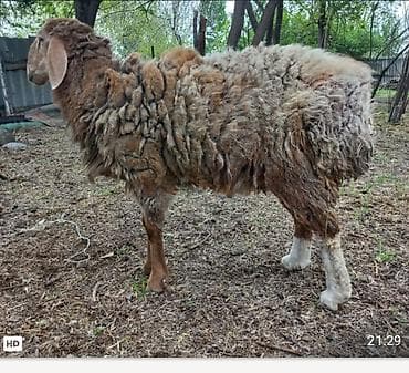 сиамская кошка цена бишкек: Продаю | Баран (самец) | Полукровка | Матка — 2