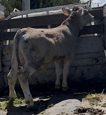 молоко коровье: Продаю | Корова (самка) | Для молока | Привязанные — 5